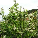 인터넷 탑 이미지