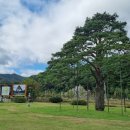 정이품송공원 화장실 이미지