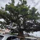 근덕 | 강원 삼척 물회 맛집 근덕 대성회집 후기