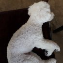 씨유밀양교동파미르점 | [밀양/교동-애견카페&amp;미용]Latte(더 이쁘개)후기_맛있는 아포가토&amp;행복한 강아지들