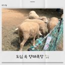 늘솔길 | 인천 아이랑 가볼만한곳 😊 늘솔길 양떼목장 후기