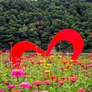 평창백일홍축제,횡성한우무한리필,횡성호수길,바위공원 이미지
