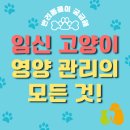포유동물병원 | 임신한 고양이 영양 관리, 이것만은 꼭 알아두세요!