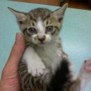 한얼동물병원 이미지