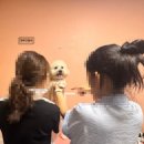 그루밍애견미용 | 송파애견미용 벤 그루밍 칠복이 교육 후기