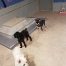 펫도그 애견스쿨 이미지