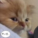 본죽&비빔밥 센텀시티역점 | 본죽 해장메뉴 추천 "신짬뽕죽" 구매후기, 본죽 메뉴추천