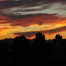 탤런트 독 스쿨 이미지