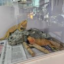 어린이 하브루타 | 창원 마산 구산면 아기랑 동물카페 미니 동물원 카페쿠