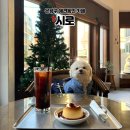 볏집사랑 | 은평구 애견동반 카페ㅣ탱글하고 부드러운 푸딩이 매력적인 "시로" 후기