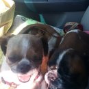 개놀자까페 이미지