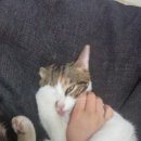 꼬맹이그루밍 이미지