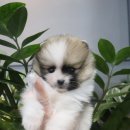 바오메디칼 이미지