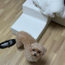 욜랑욜랑 이미지