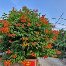 홍예민박 이미지