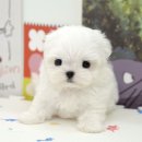 진솔메디칼 | 양산강아지입양 진솔한 입양 후기