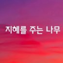 주는나무