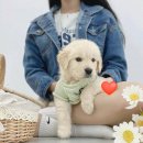 오독안심분양센터강아지분양고양이분양 - 시흥시 수인로 3388 | 오독안심분양센터강아지분양고양이분양
