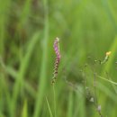 하사마을 이미지