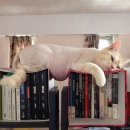 뭉뭉이네 이미지