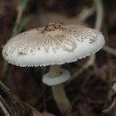 장수버섯 이미지