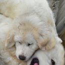 쁘니＆비키 이미지