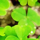 세잎클로버 이미지