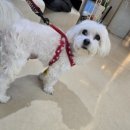 VIP동물의료센터 동대문점 이미지