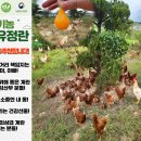 자미유정란 이미지
