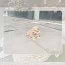 불독하우스 | 서천 강아지분양 프렌치불독 만나고 인생이 바뀐 후기