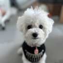 우리애동물병원 | [이소미 생활] 구리 애견샵 포엘몽ㅣ구리 애견미용샵ㅣ비숑 중성화 수술 후기ㅣ구리 동물병원 추천