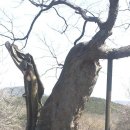 느티나무 할머니 Daum카페
