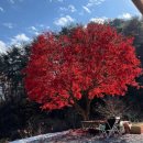 관광 꿈꾸는숲 펜션 | 영월 주천면 영월 꿈꾸는숲펜션 꿈처럼 편안했던 힐링 펜션 후기!