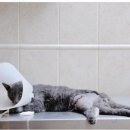 우진동물병원 이미지