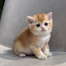 대구고양이분양 도레미캣 이미지