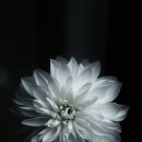 블랙모터스 이미지