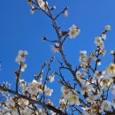 강릉대도호부관아 임영관 화장실 | 강릉 대도호부관아 매화구경 후기 – 설 연휴 방문, 눈 덮인 고즈넉한 관아 풍경