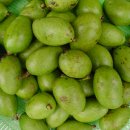 초록망고 이미지