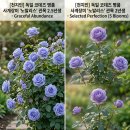 독일 코데즈 사계 관목 장미외1종 이미지
