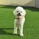 신용유치원 | 울산 삼산 핫도그반려견유치원 쾌적한건 둘째치고...찐추천후기!! 자세한 후기와 사진 왕창 있음!!