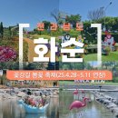 화순천 | 전남 화순 봄꽃축제 꽃강길 후기(축제 기간 연장 ~25.5.11)