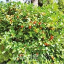 나무와창 이미지