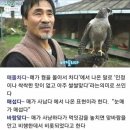 의외로 한국어에 영향을 끼친 동물(?) 이미지