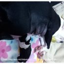 악동강아지 이미지