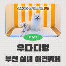 우다다애견 | 부천 실내 애견카페 우다다멍 옥길 애견카페
