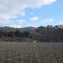 도일로 | 화천 접경지역 가볼만한곳 도일사과농원 사과파이 만들기 12월 체험여행