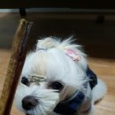 쥬티 펫 | 유성온천역 애견용품점 쥬티펫 방문후기 ♪ 불리스틱