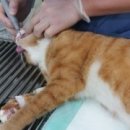 망미동물병원 이미지