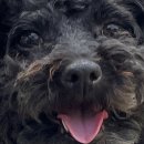 함경도찹쌀순대국.해장국 이미지