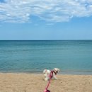 강릉댕댕이애견펜션블루 이미지